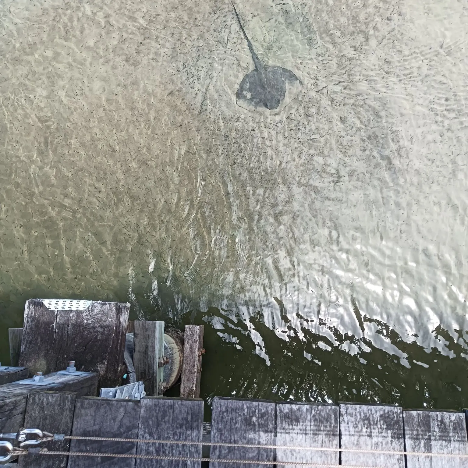 The most recent Common stingray catches on Fishbrain