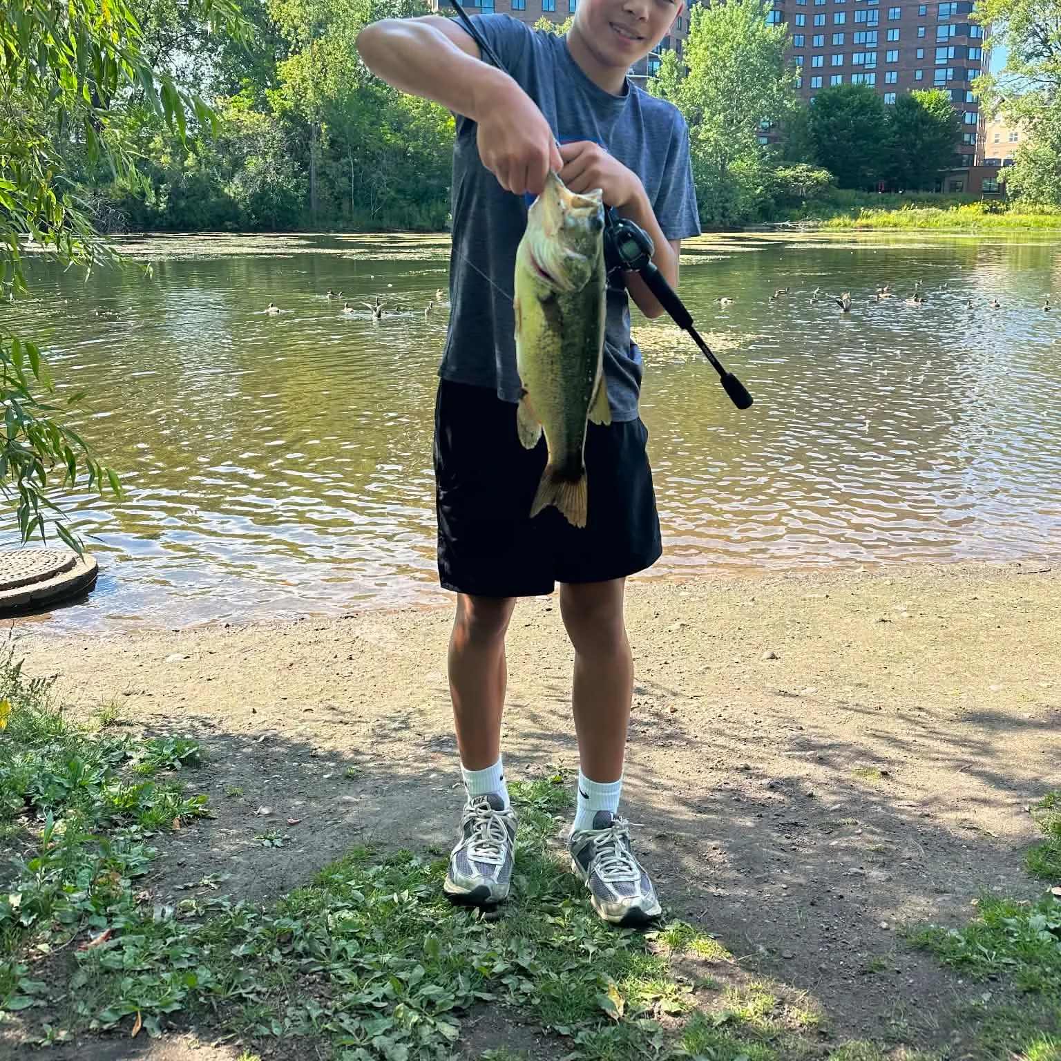 Largemouth bass caught on Fishbrain