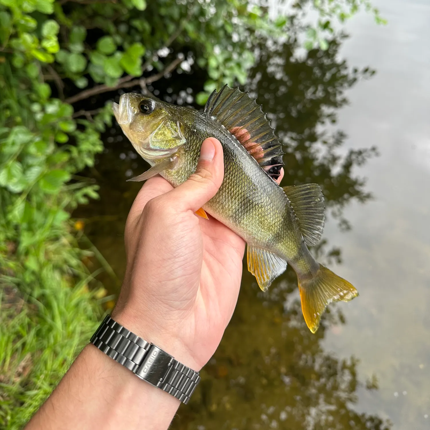 European perch caught on Fishbrain