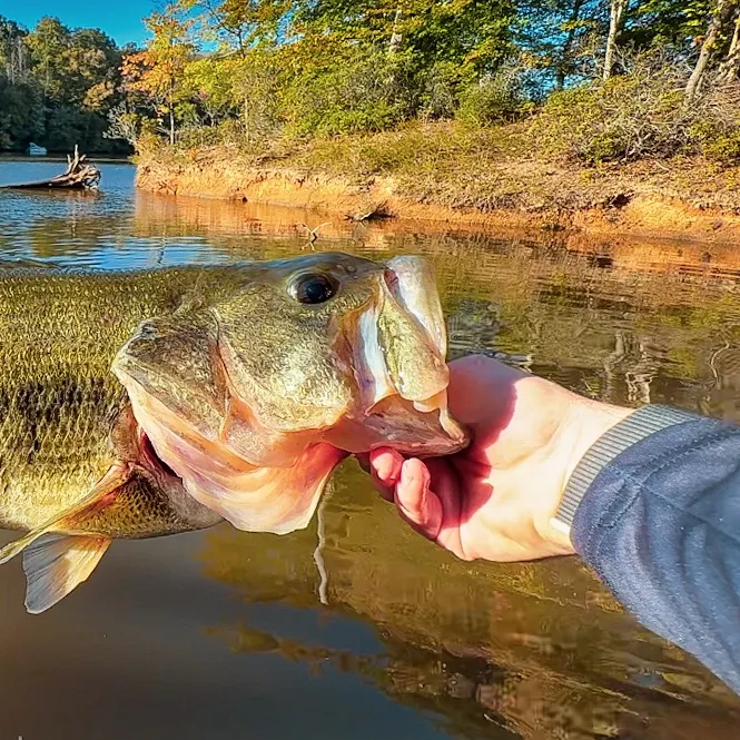 Largemouth bass caught on Fishbrain