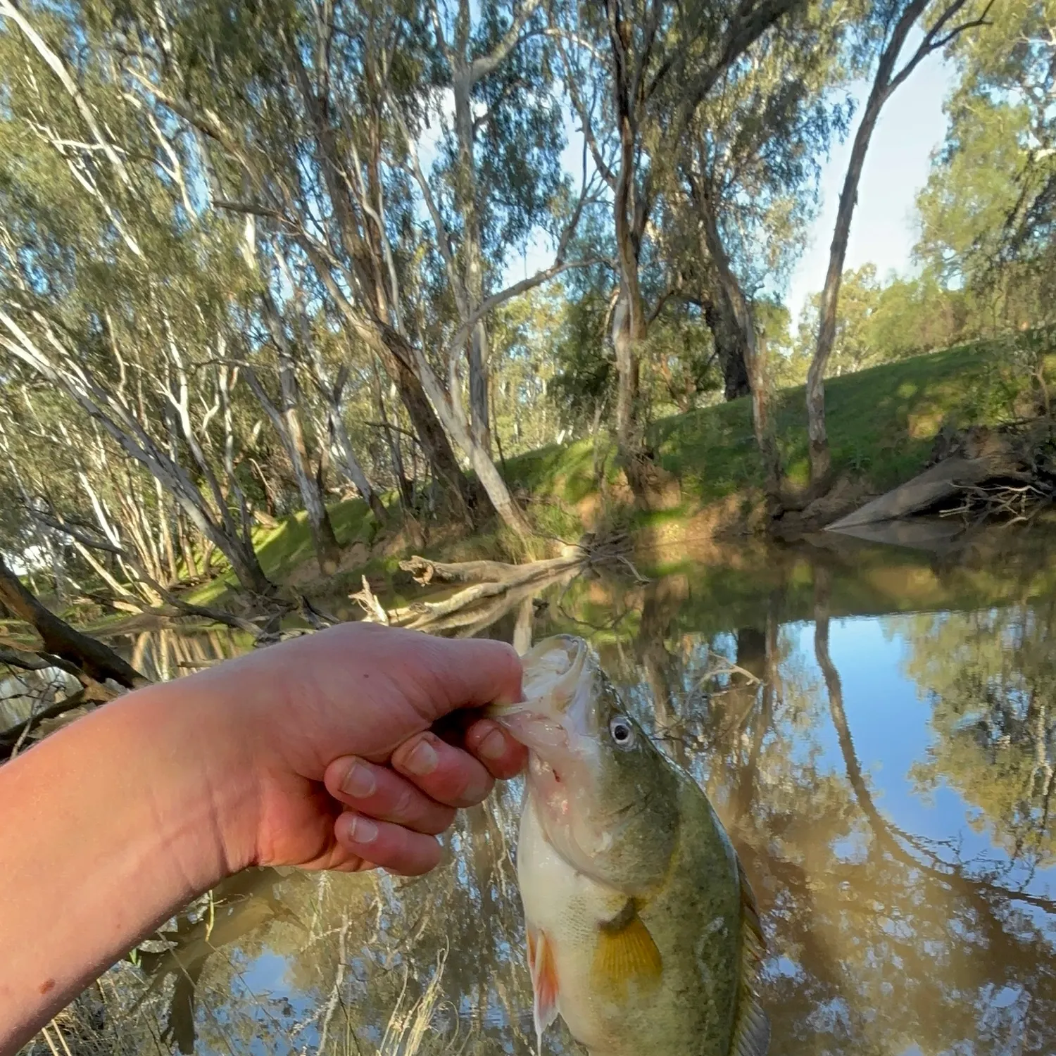 The most recent Golden perch catches on Fishbrain