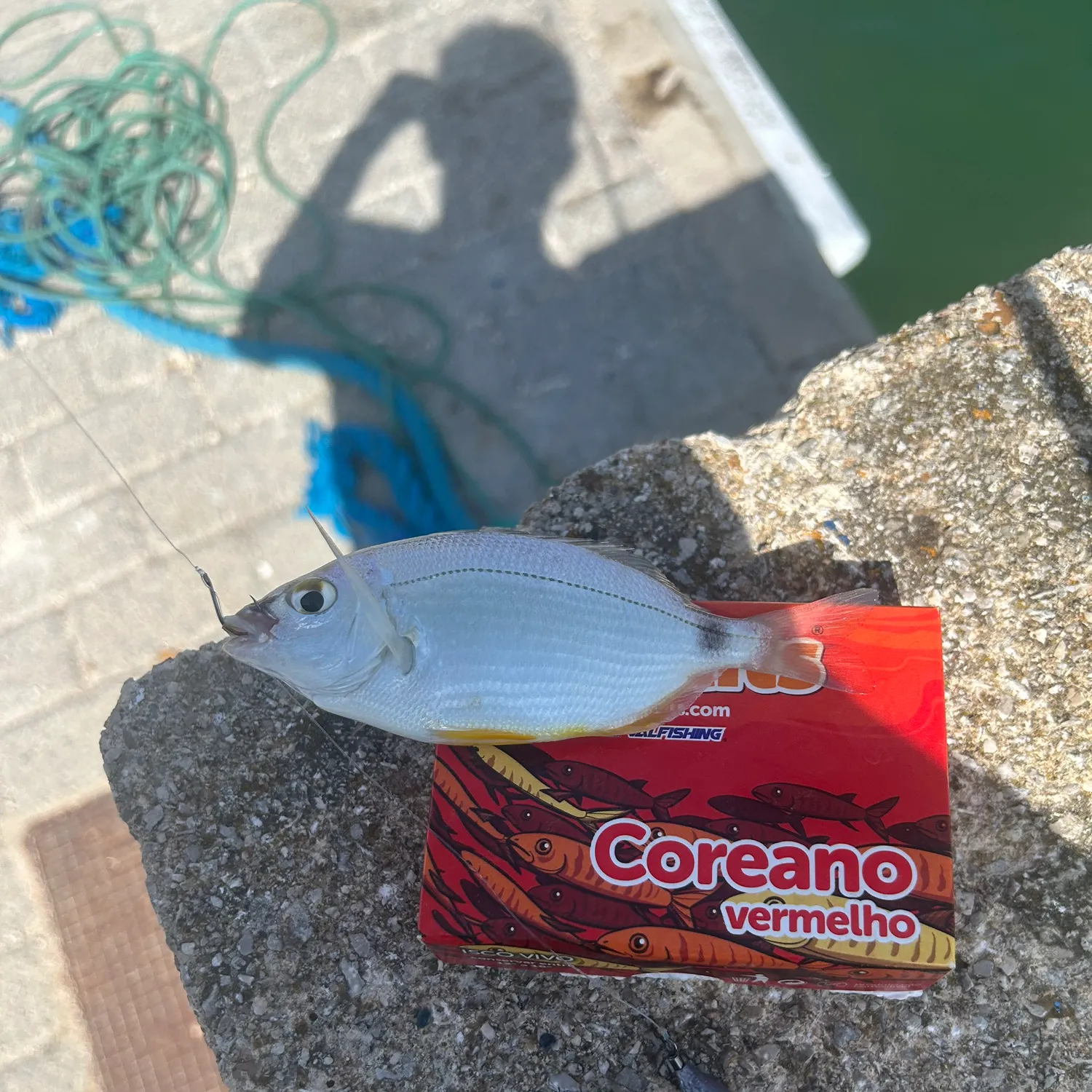 The most recent Annular seabream catches on Fishbrain