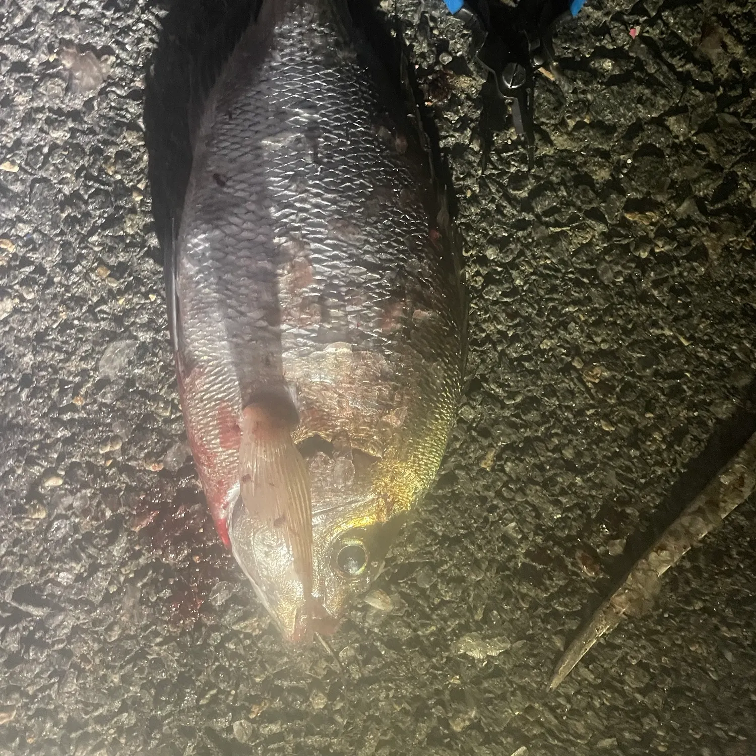 Black seabream caught on Fishbrain