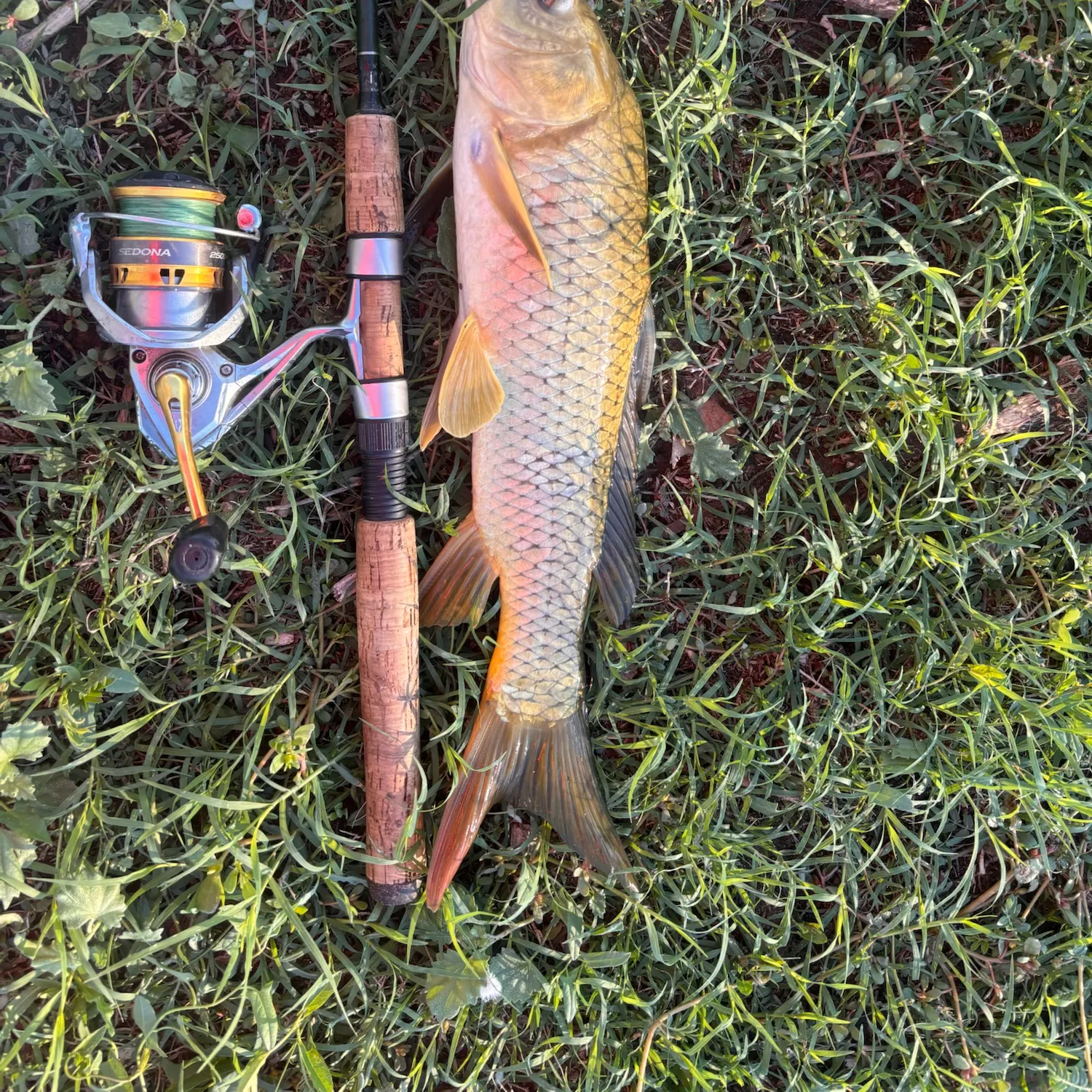 Common carp caught on Fishbrain