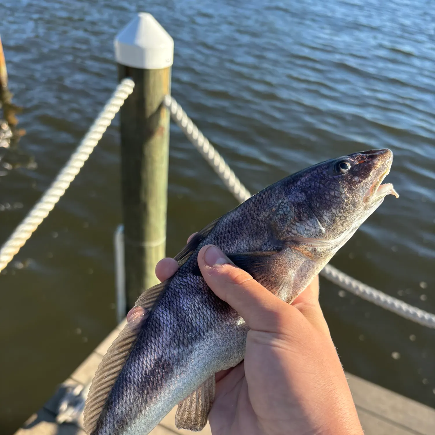 Southern kingcroaker caught on Fishbrain