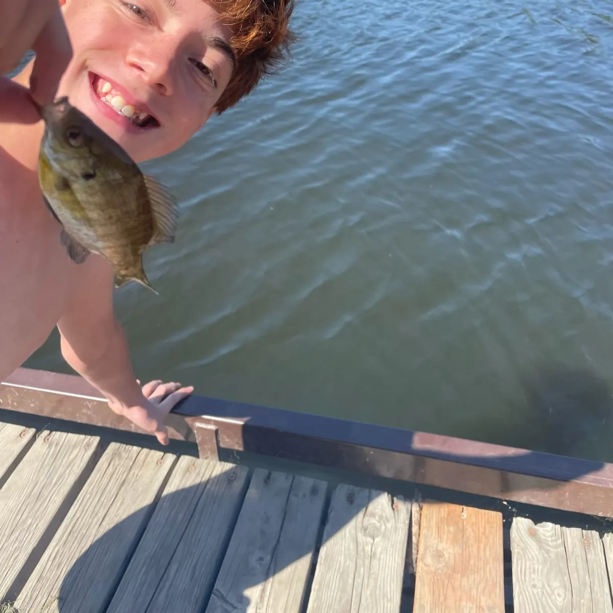 Bluegill caught on Fishbrain