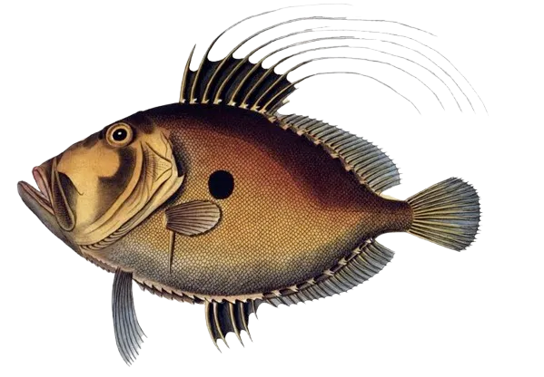 John dory