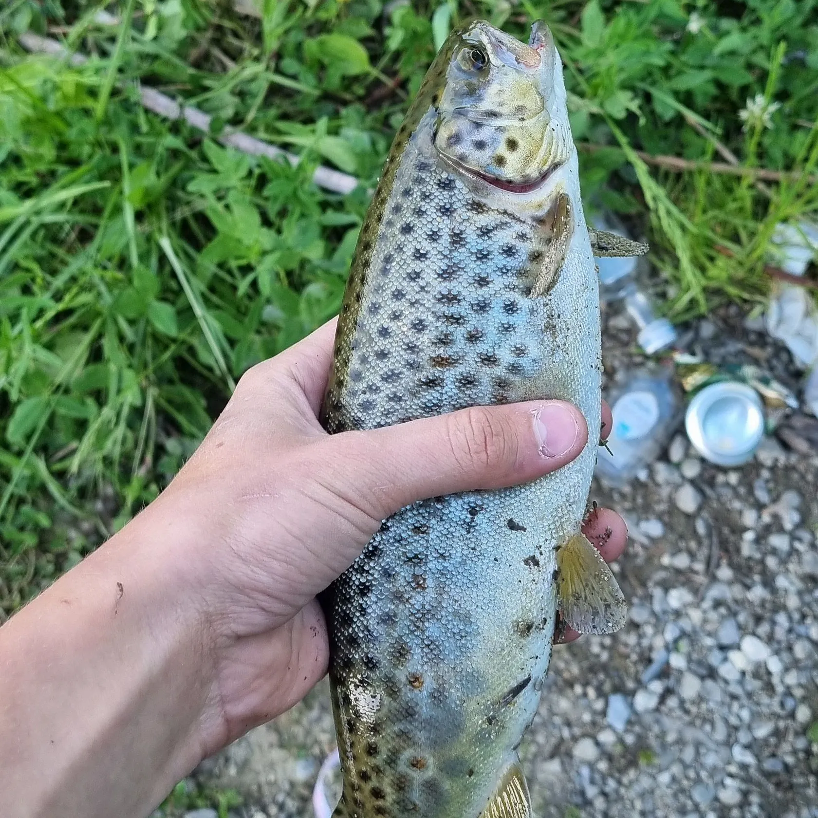 The most recent Sea trout catches on Fishbrain