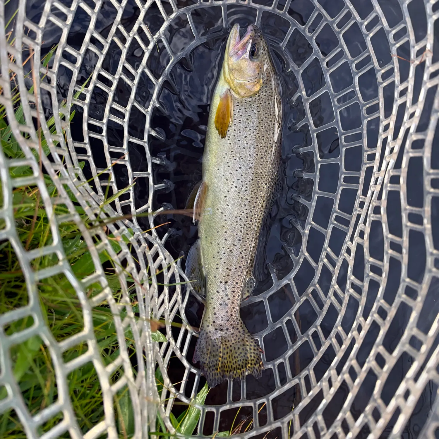 The most recent Apache trout catches on Fishbrain
