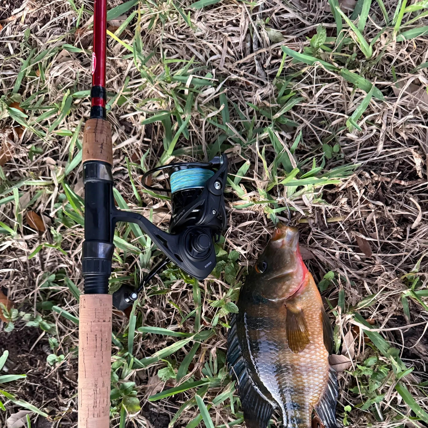Mayan cichlid caught on Fishbrain