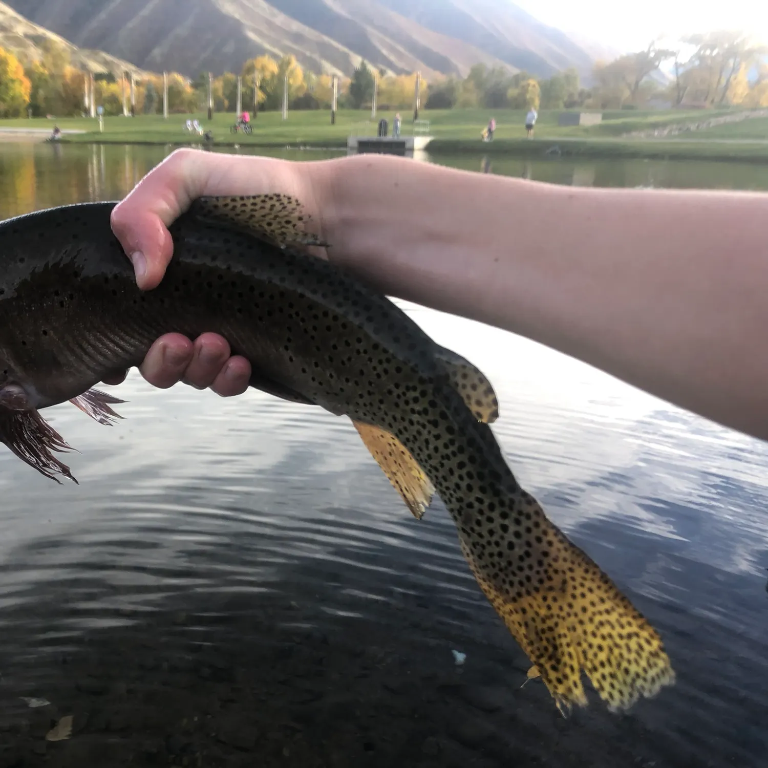 Cutthroat trout caught on Fishbrain