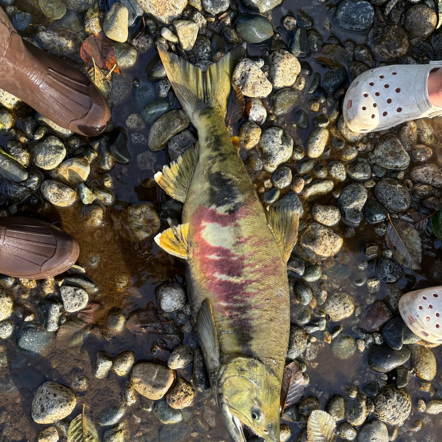 Chum salmon caught on Fishbrain