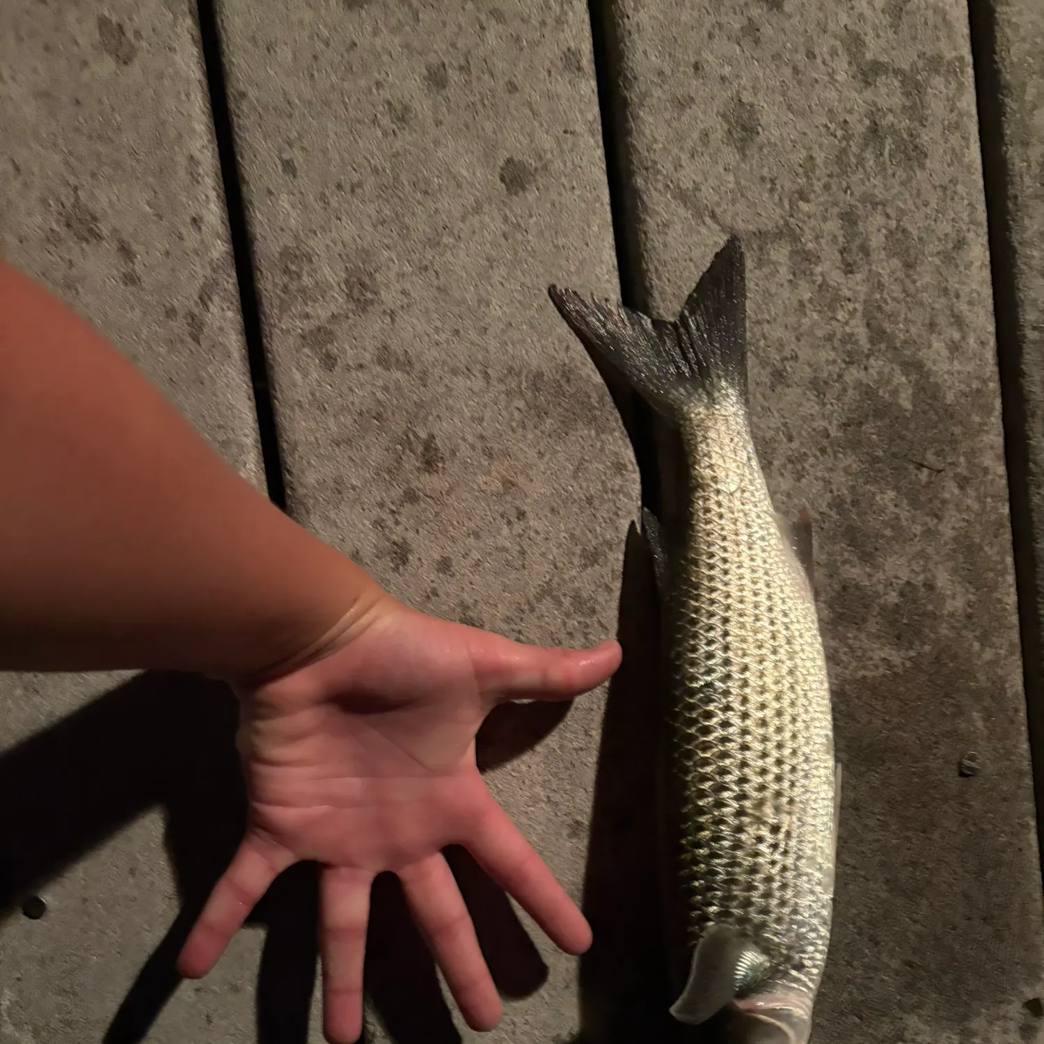The most recent Striped mullet catches on Fishbrain