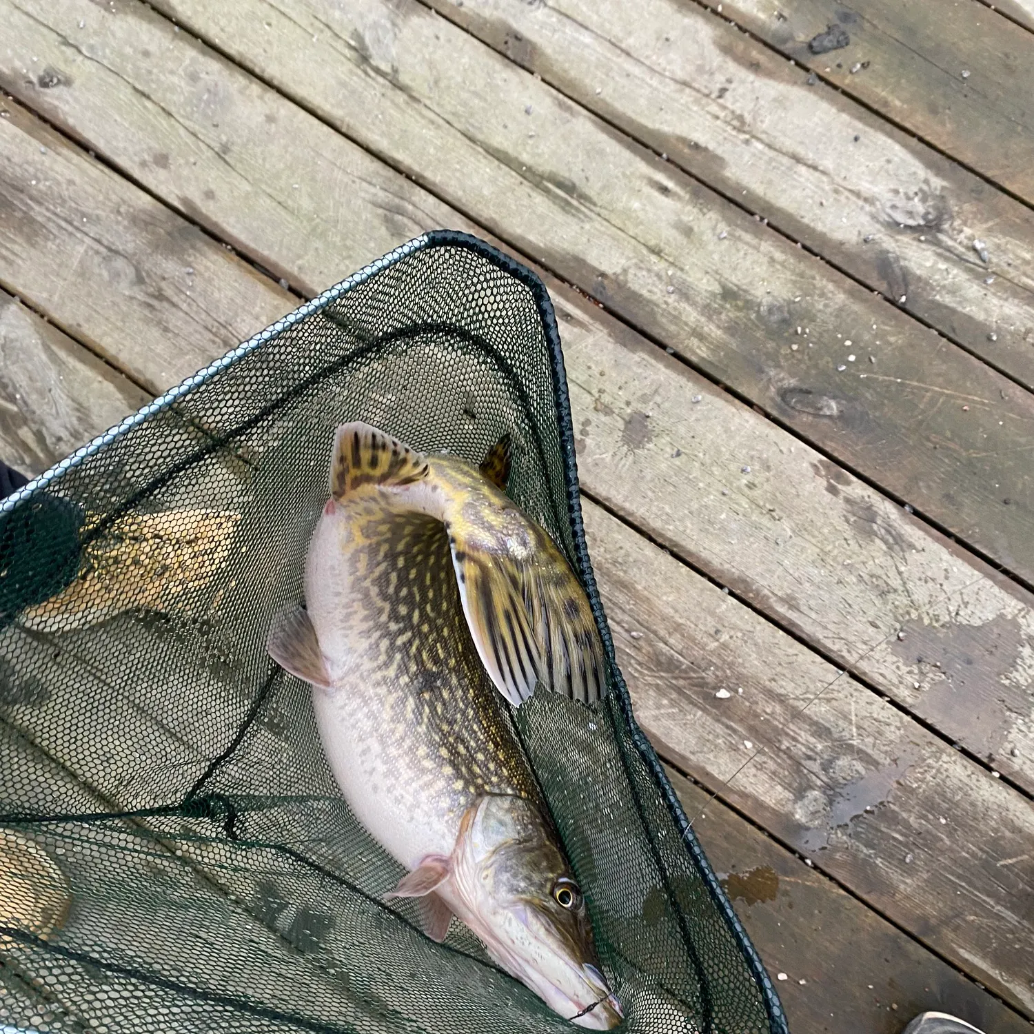 The most recent Northern pike catches on Fishbrain