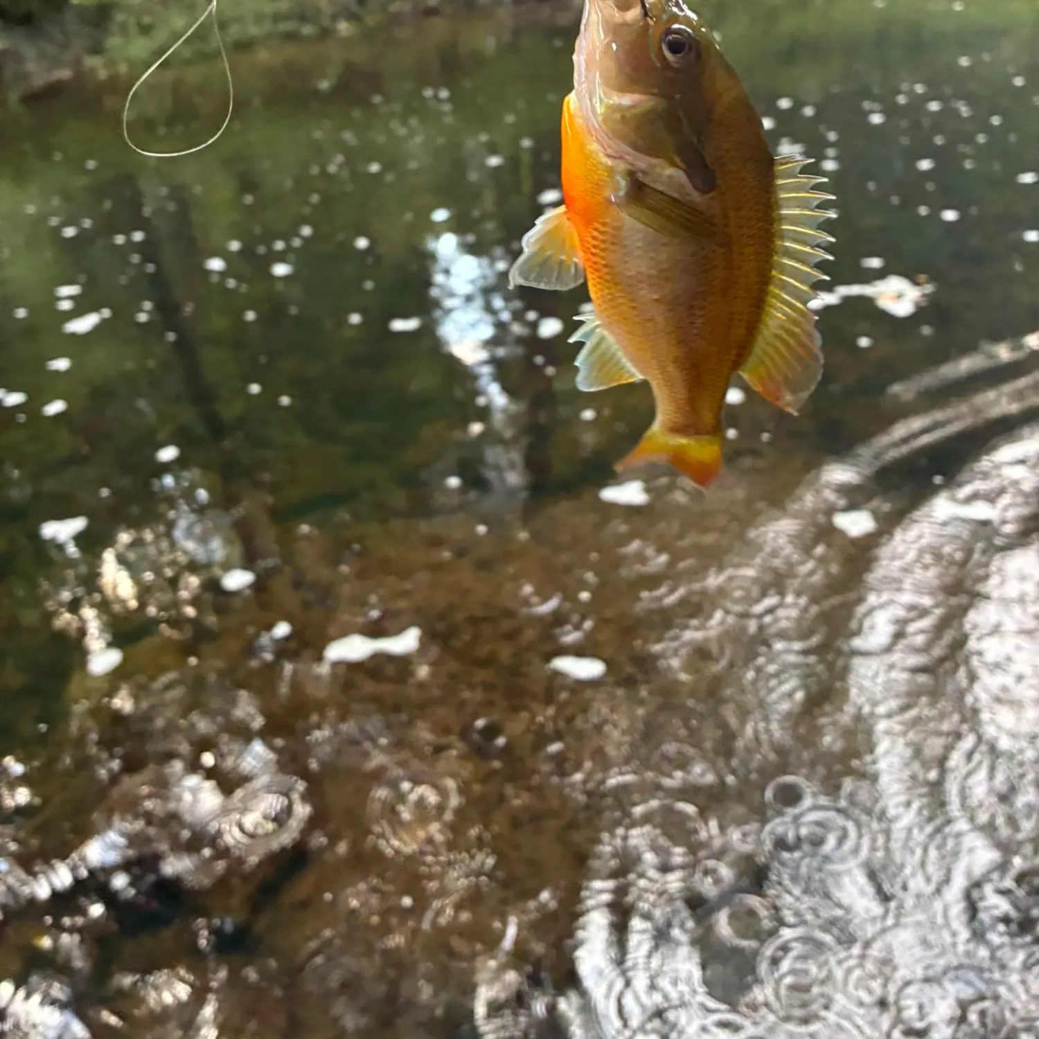 Redbreast sunfish caught on Fishbrain