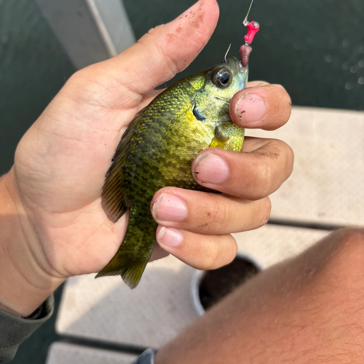 The most recent Bluegill catches on Fishbrain