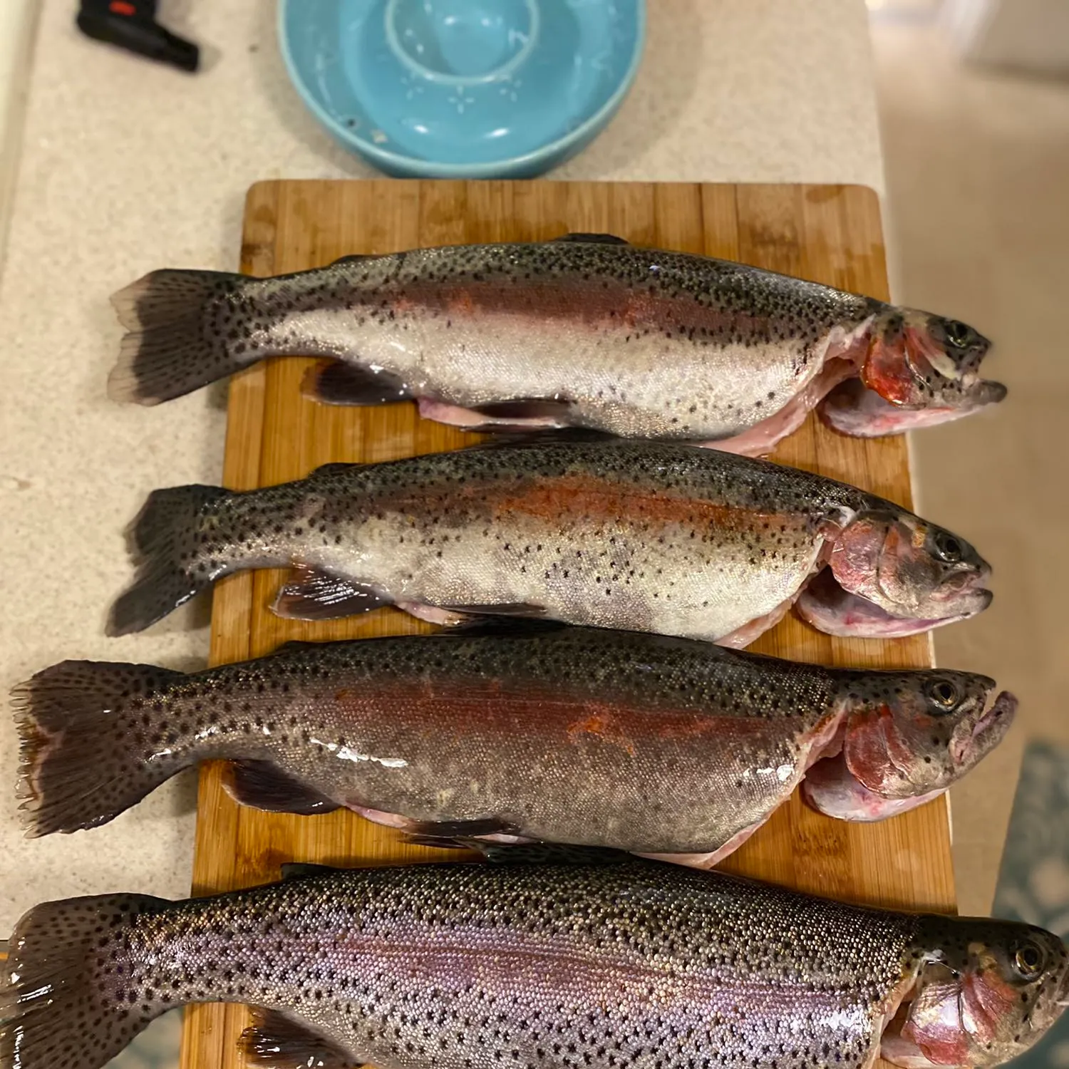 recently logged catches