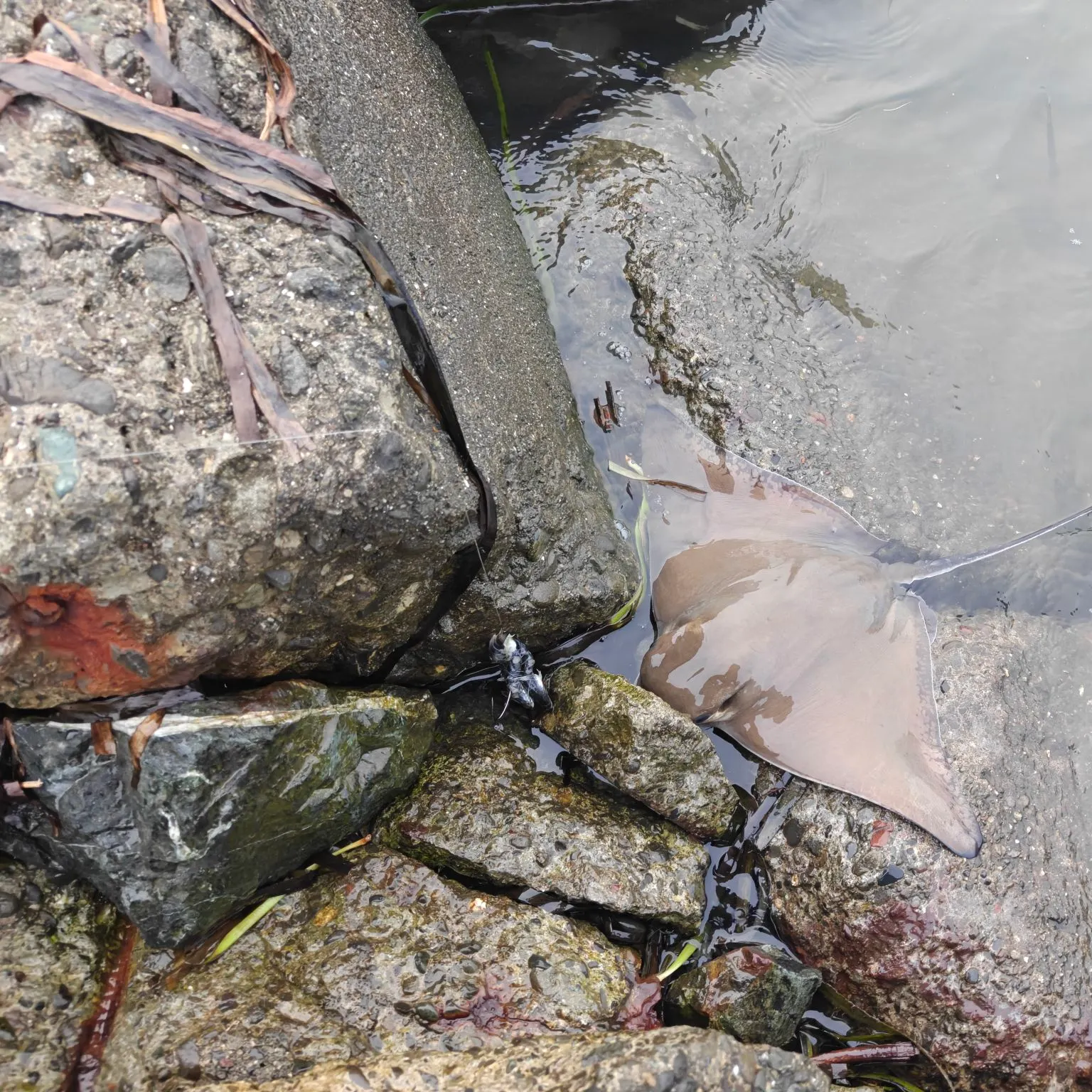 Bat eagle ray caught on Fishbrain