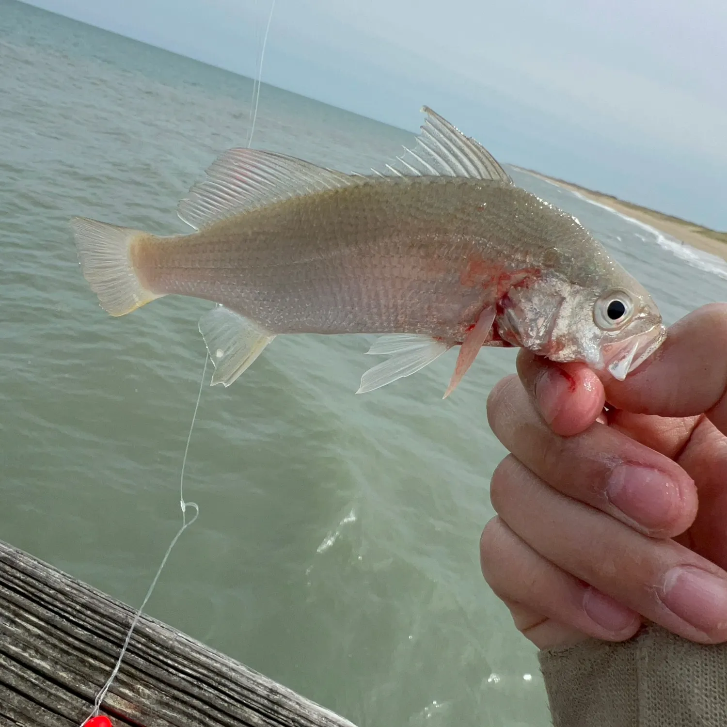 The most recent American shad catches on Fishbrain