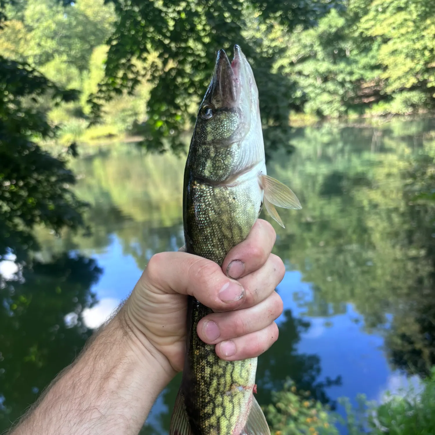 Chain pickerel caught on Fishbrain