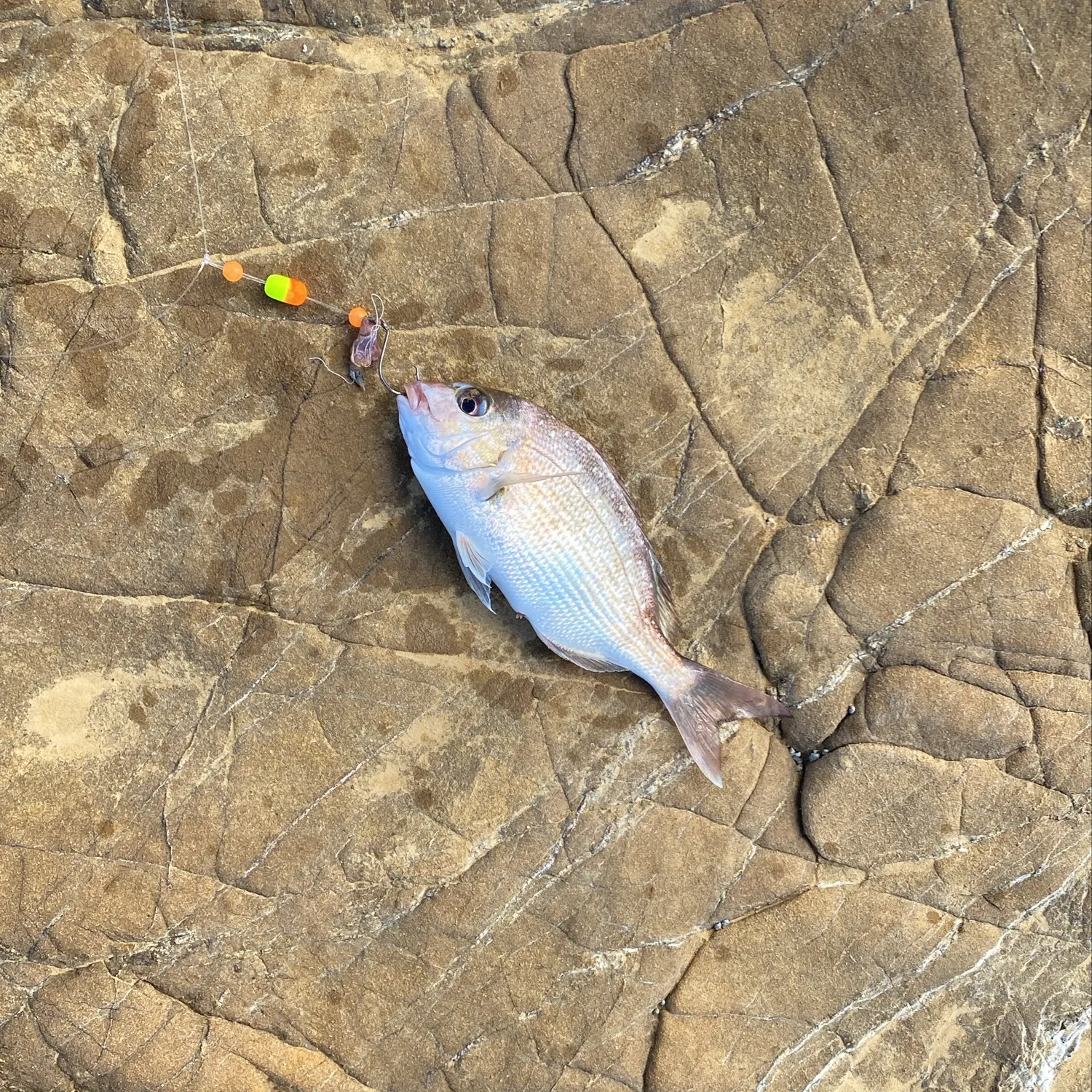 Australasian snapper caught on Fishbrain