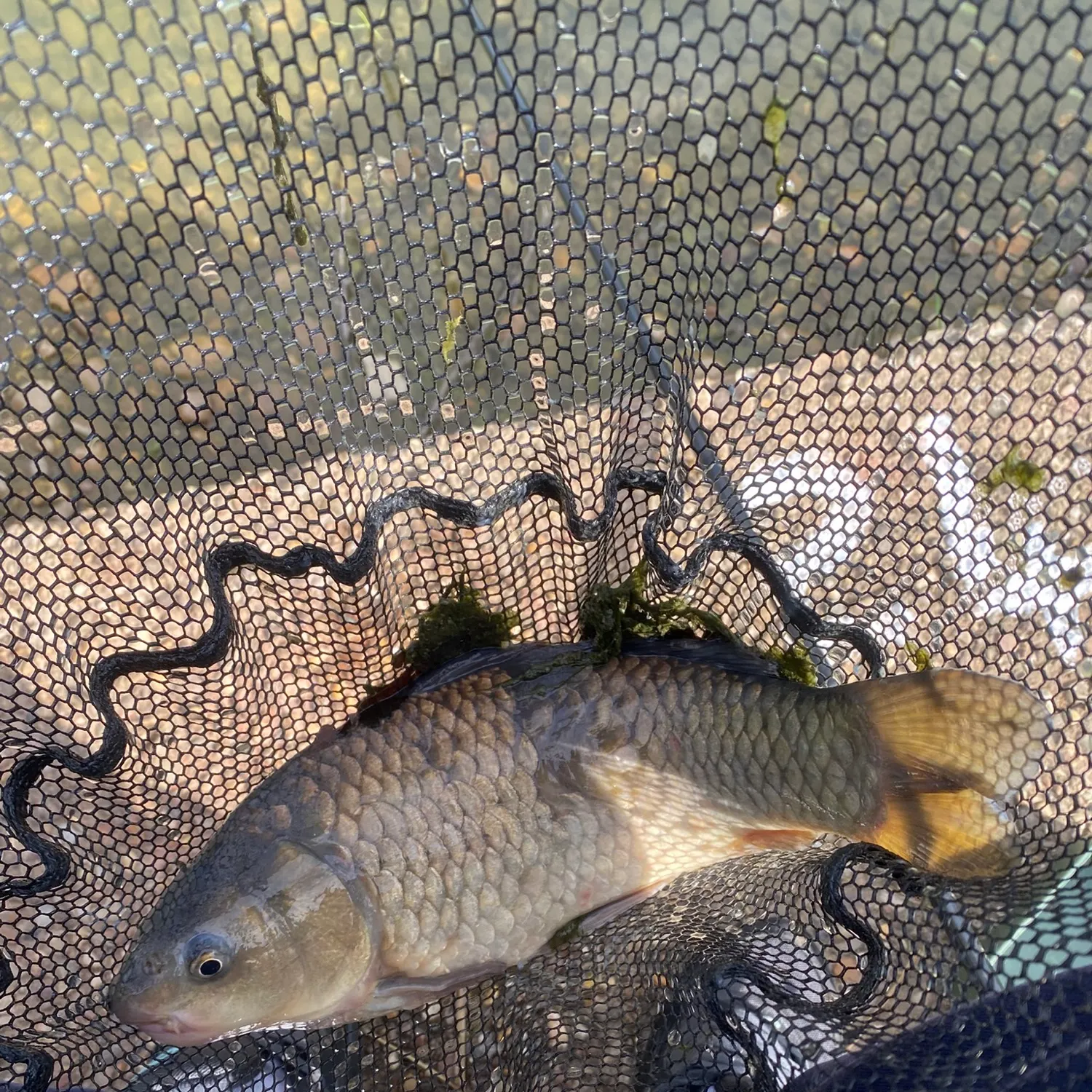 Common carp caught on Fishbrain
