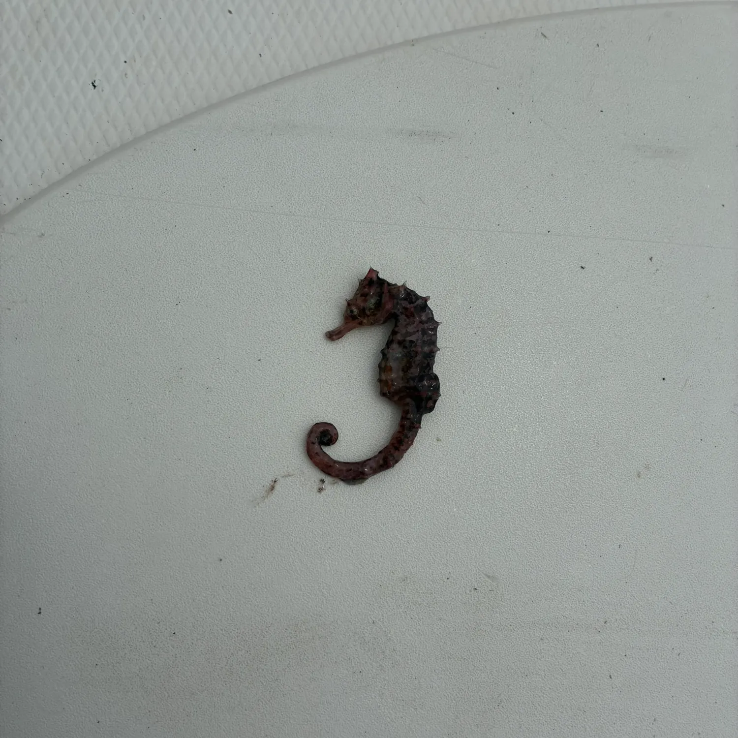 The most recent Spotted seahorse catches on Fishbrain