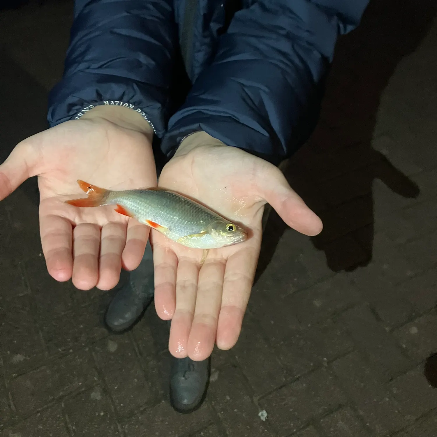 Common roach caught on Fishbrain