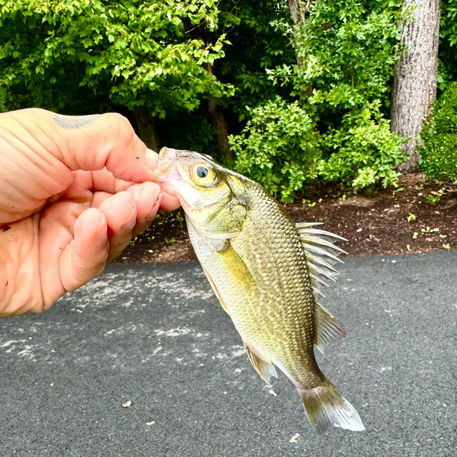 White perch caught on Fishbrain
