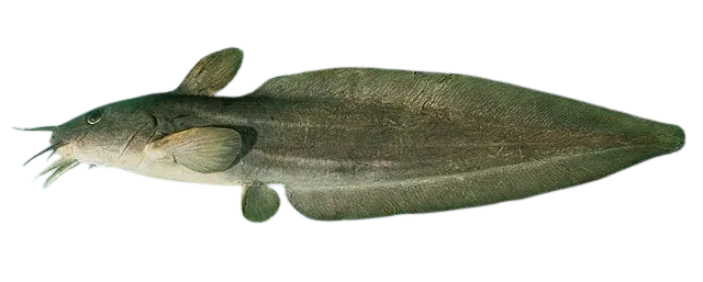 Stinging eel catfish