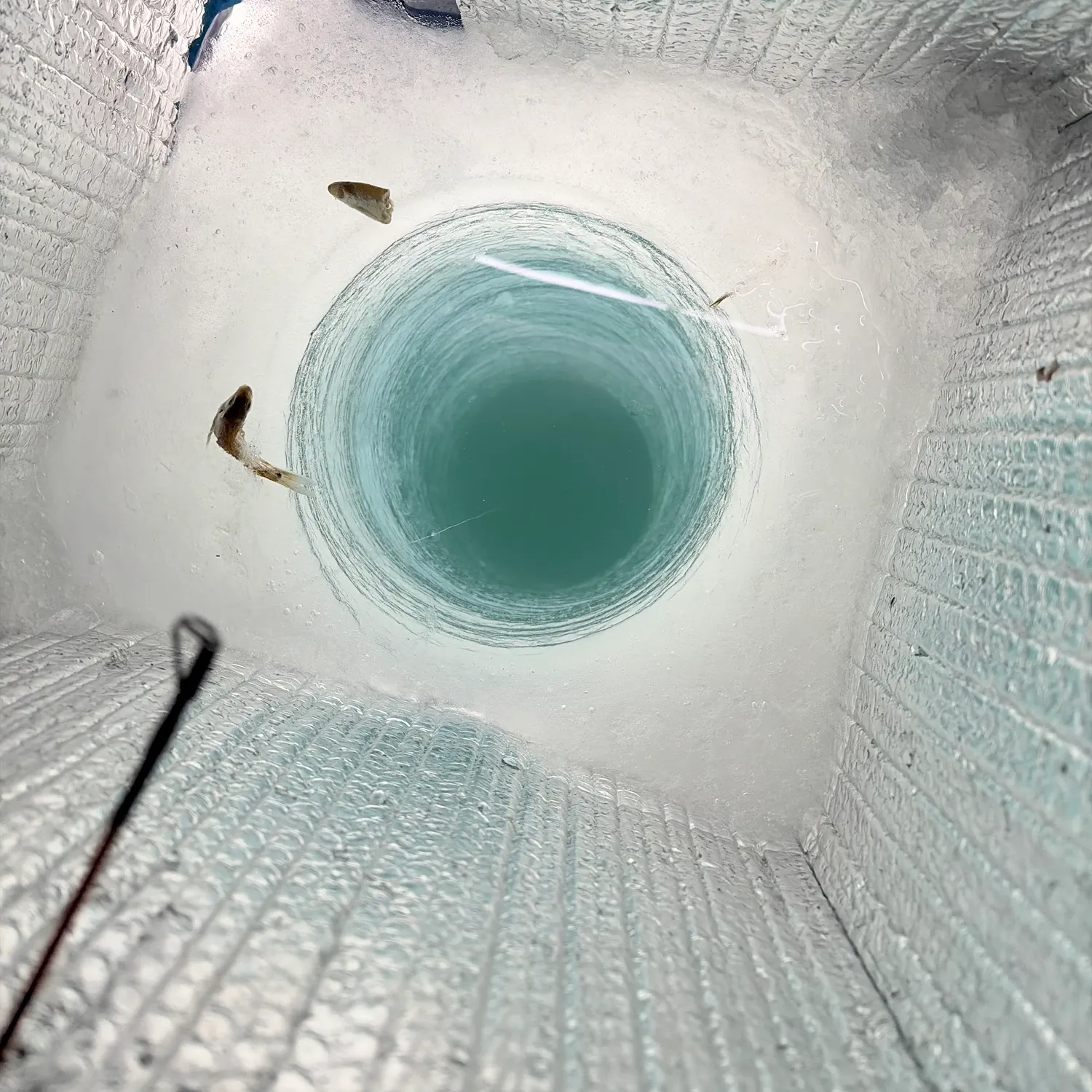 The most recent Burbot catches on Fishbrain