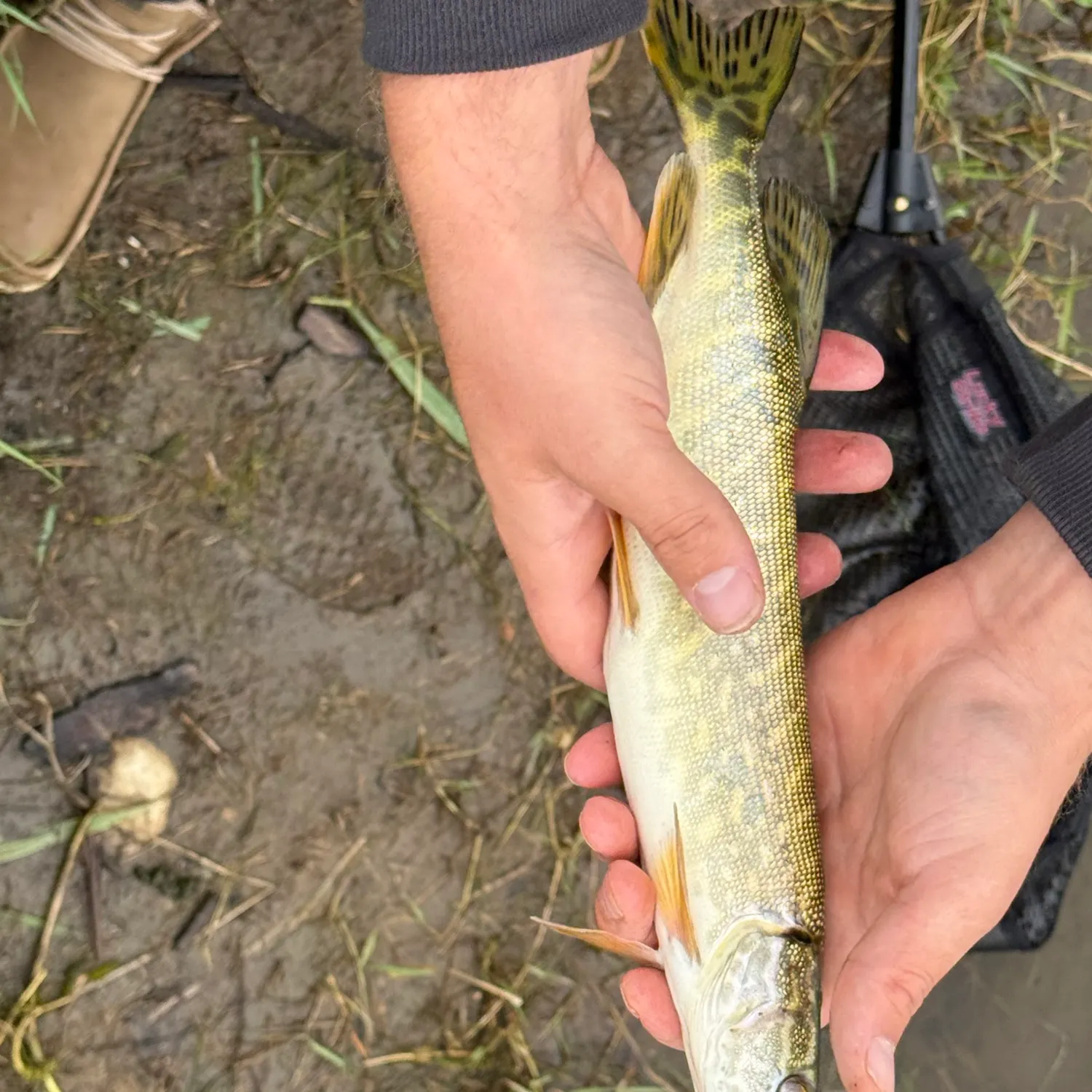 Northern pike caught on Fishbrain