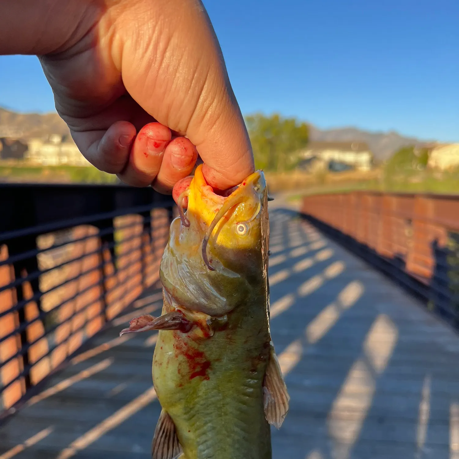 catch
