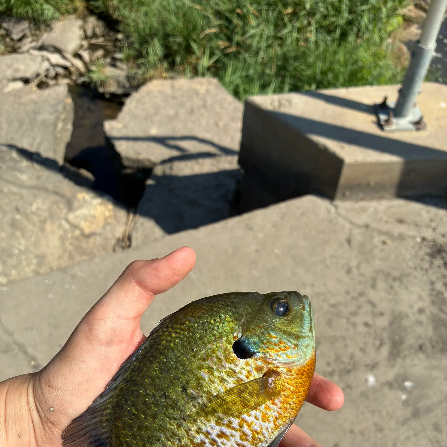 catch