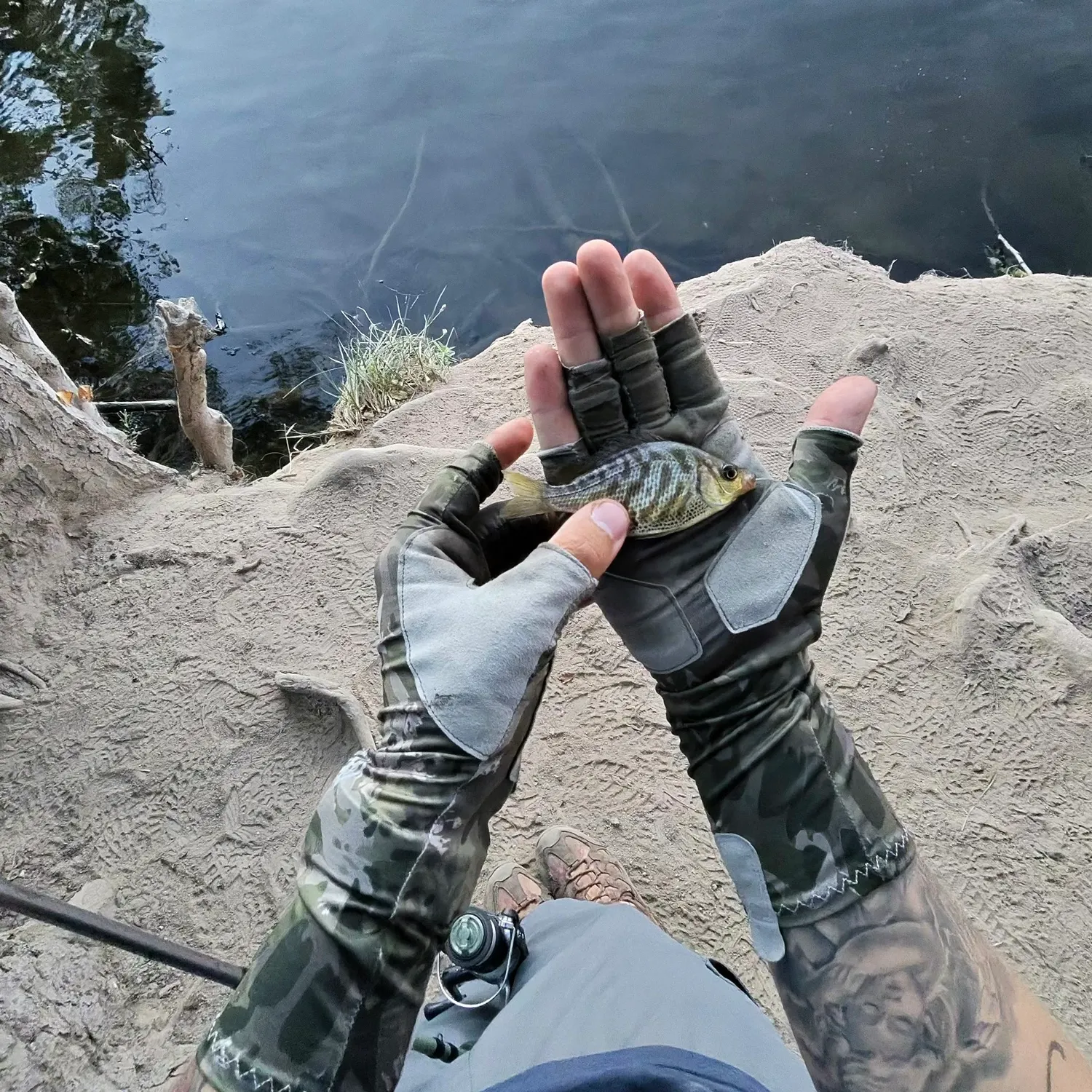 The most recent Tule perch catches on Fishbrain