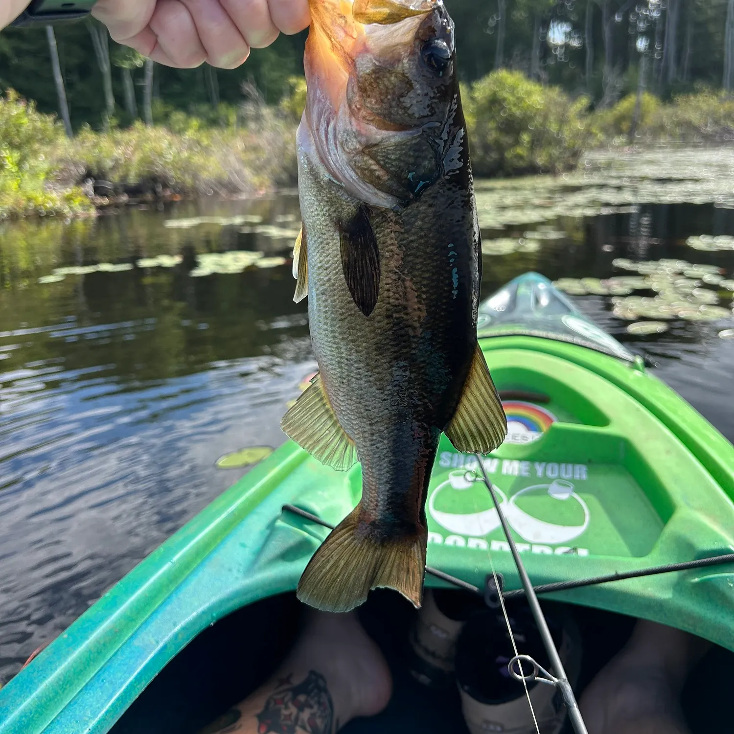 recently logged catches