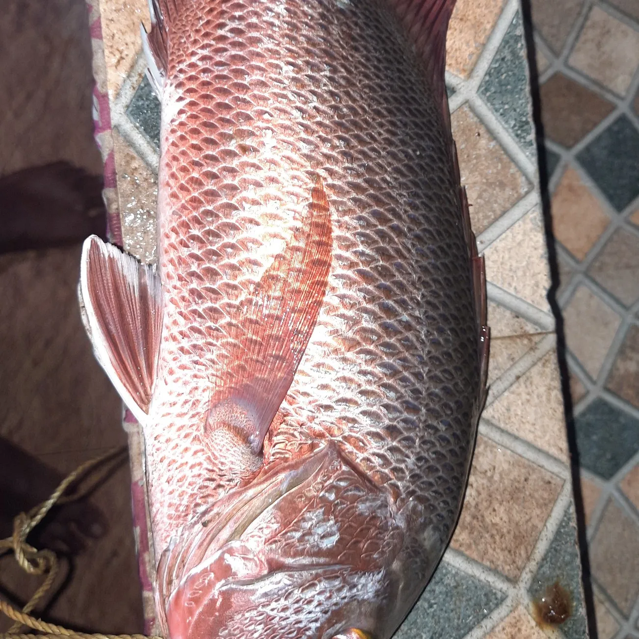 Fishing in India ️️️️ Explore the best fishing spots and areas