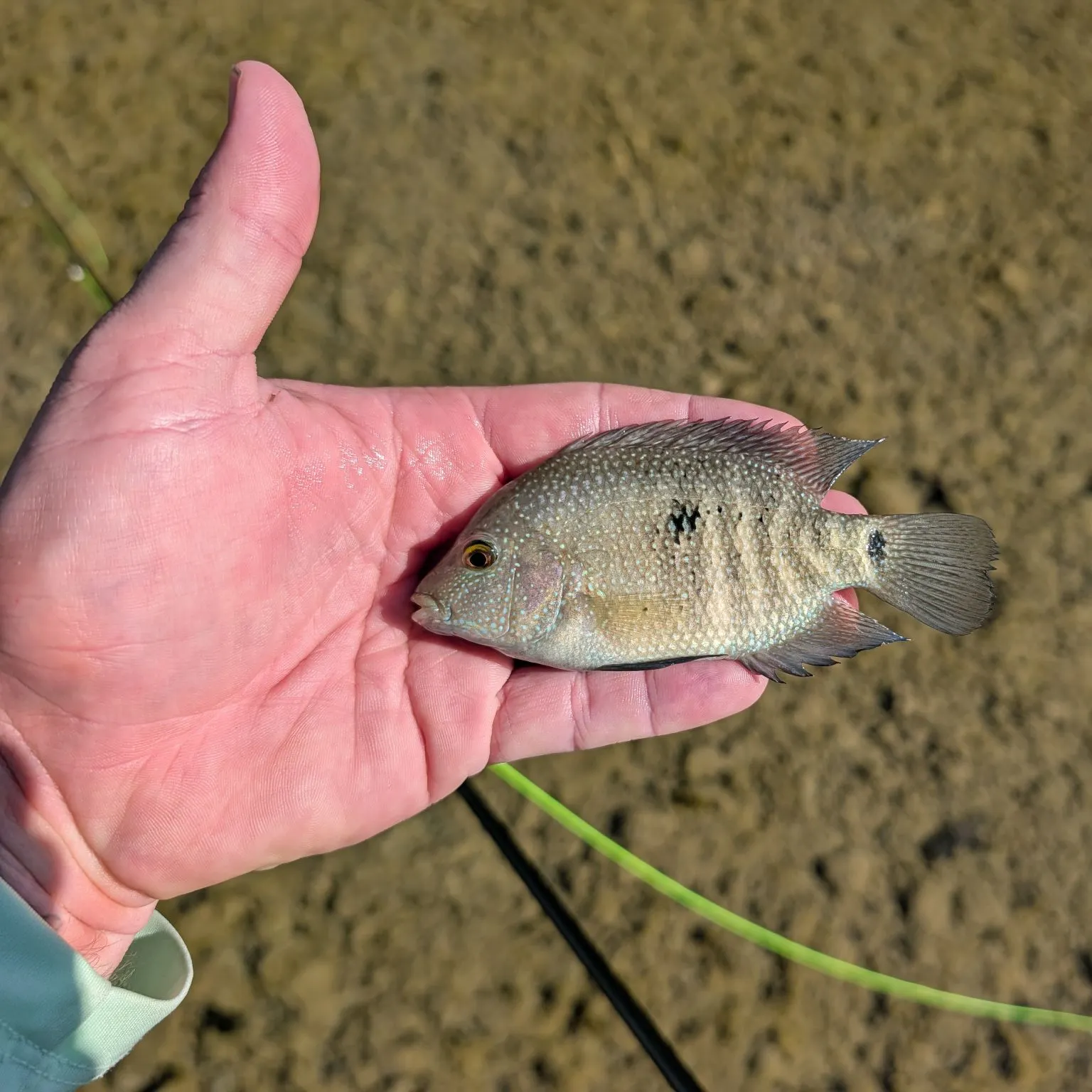 Rio Grande cichlid caught on Fishbrain