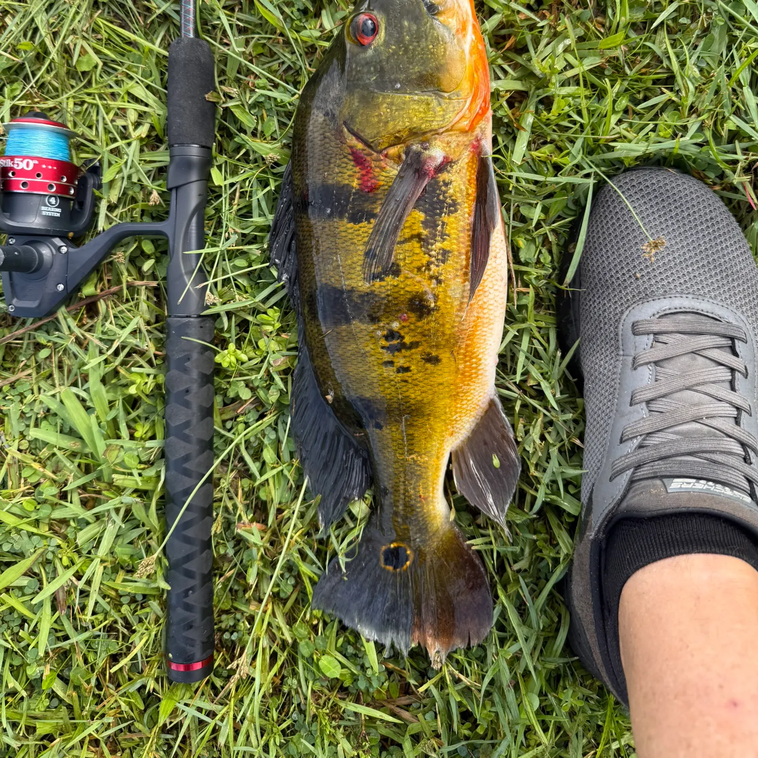 Butterfly peacock bass caught on Fishbrain
