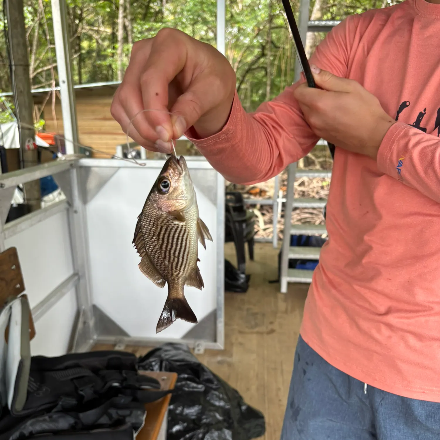 The most recent Dory snapper catches on Fishbrain