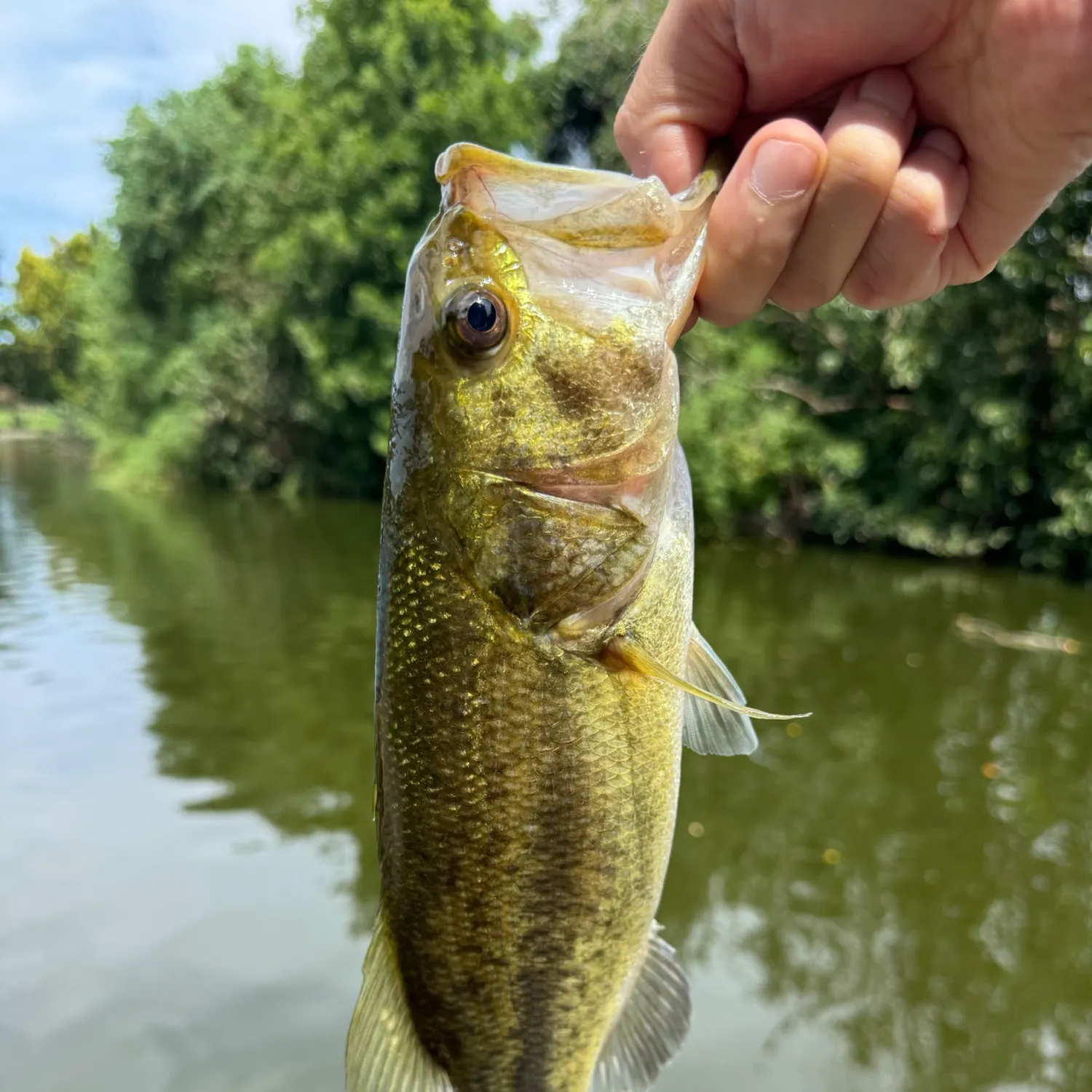 Largemouth bass caught on Fishbrain