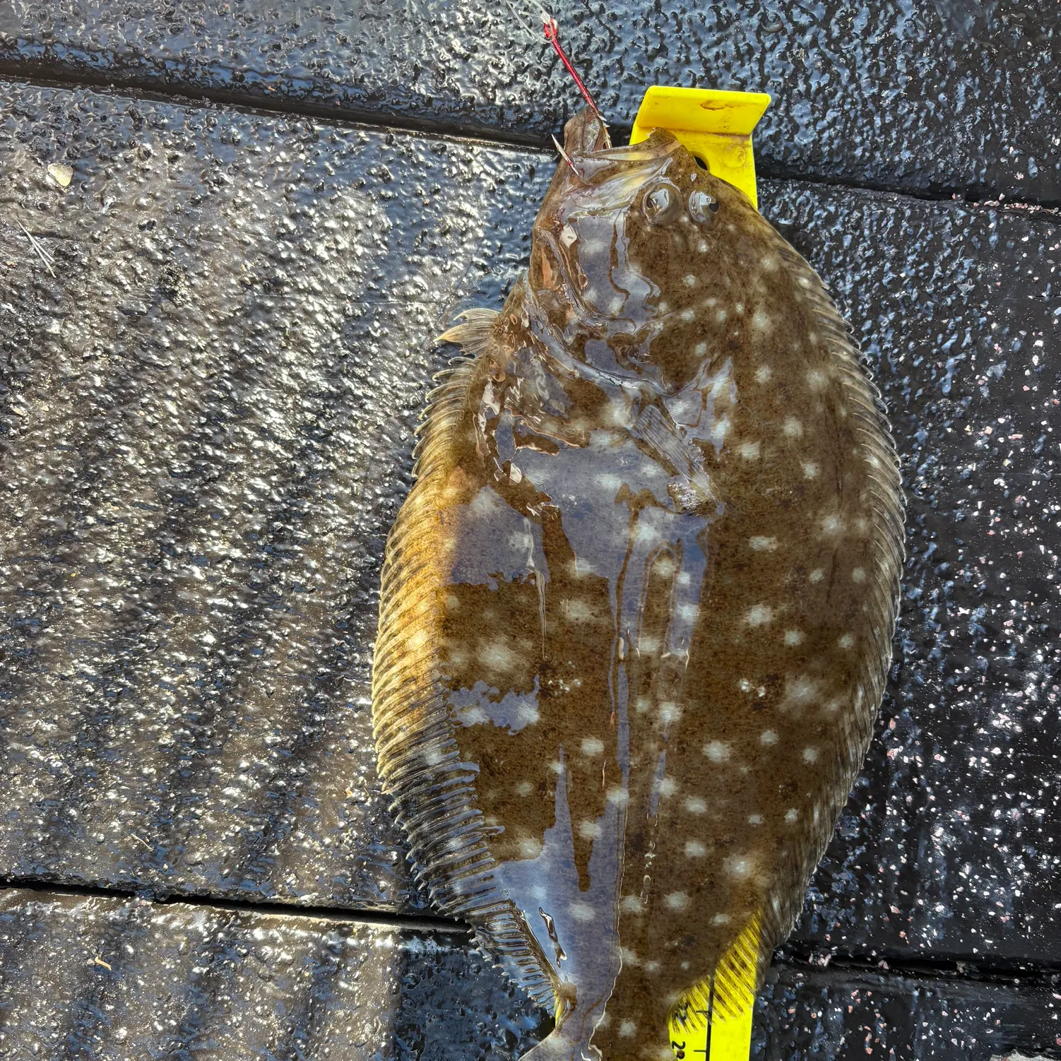 The most recent Stone Flounder catches on Fishbrain