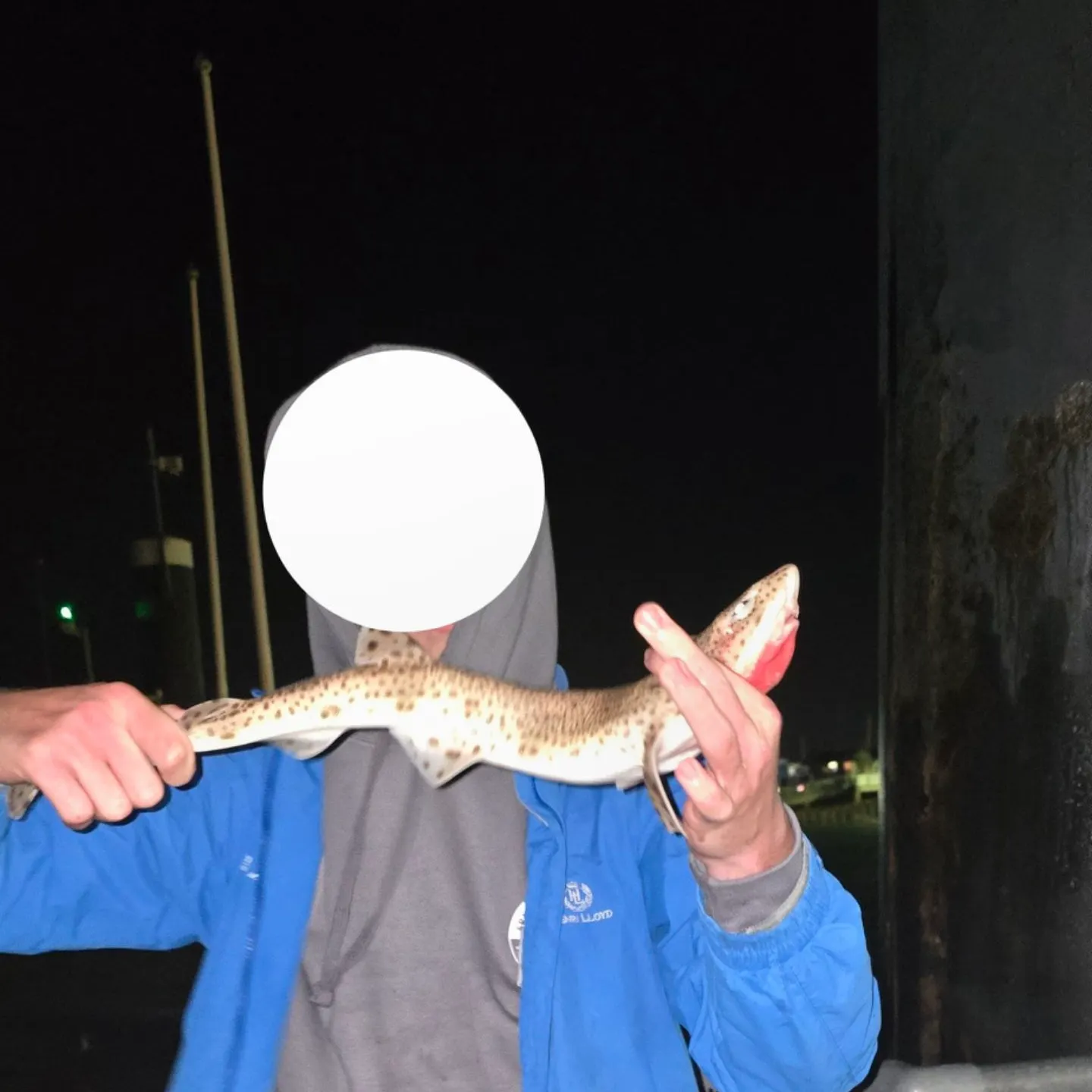 The most recent Nursehound catches on Fishbrain