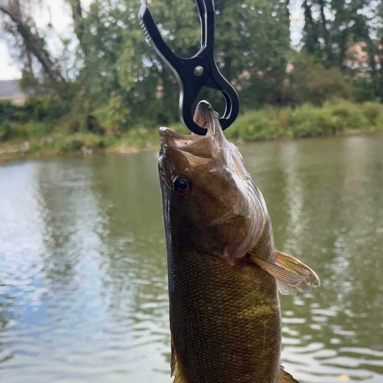 Smallmouth bass caught on Fishbrain