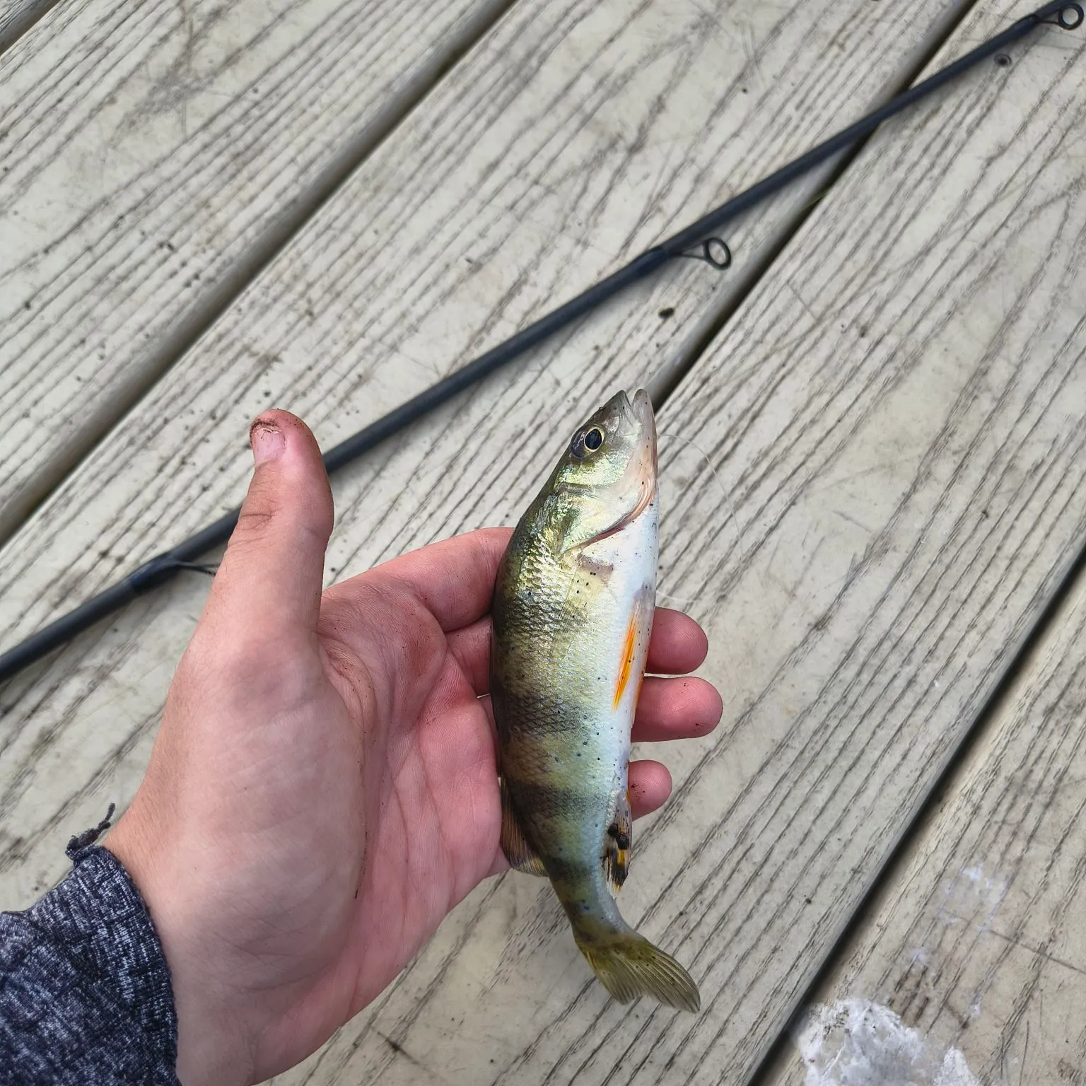 Yellow perch caught on Fishbrain