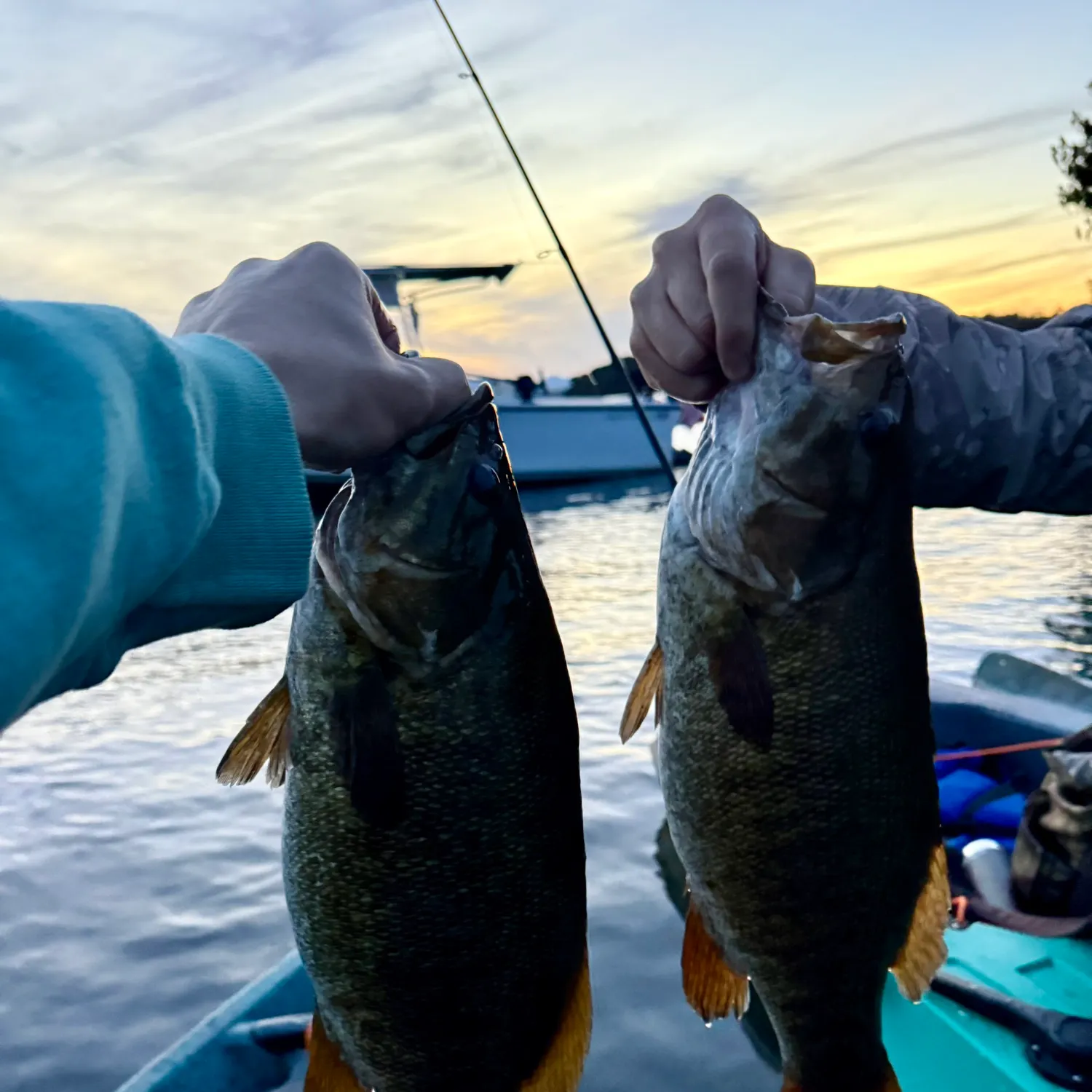 Smallmouth bass caught on Fishbrain