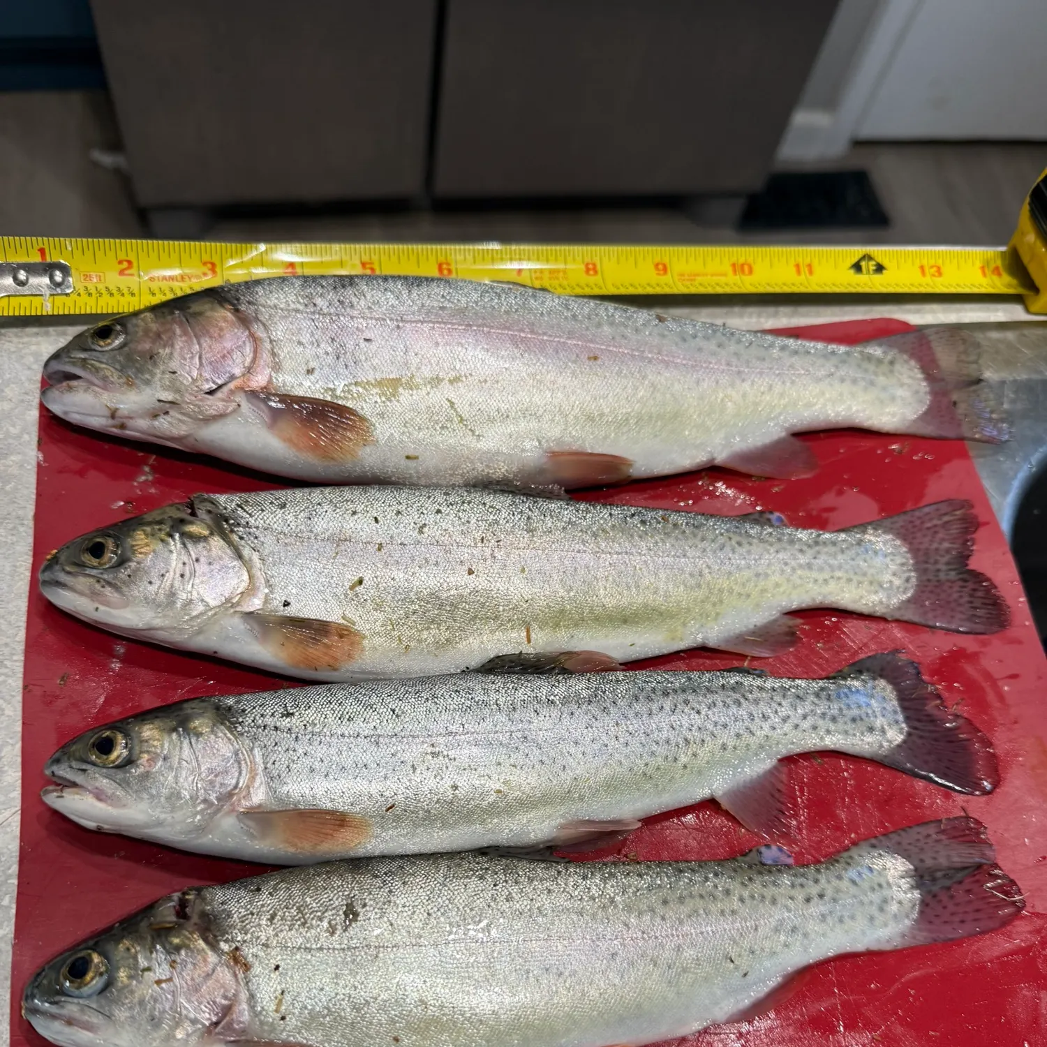 recently logged catches