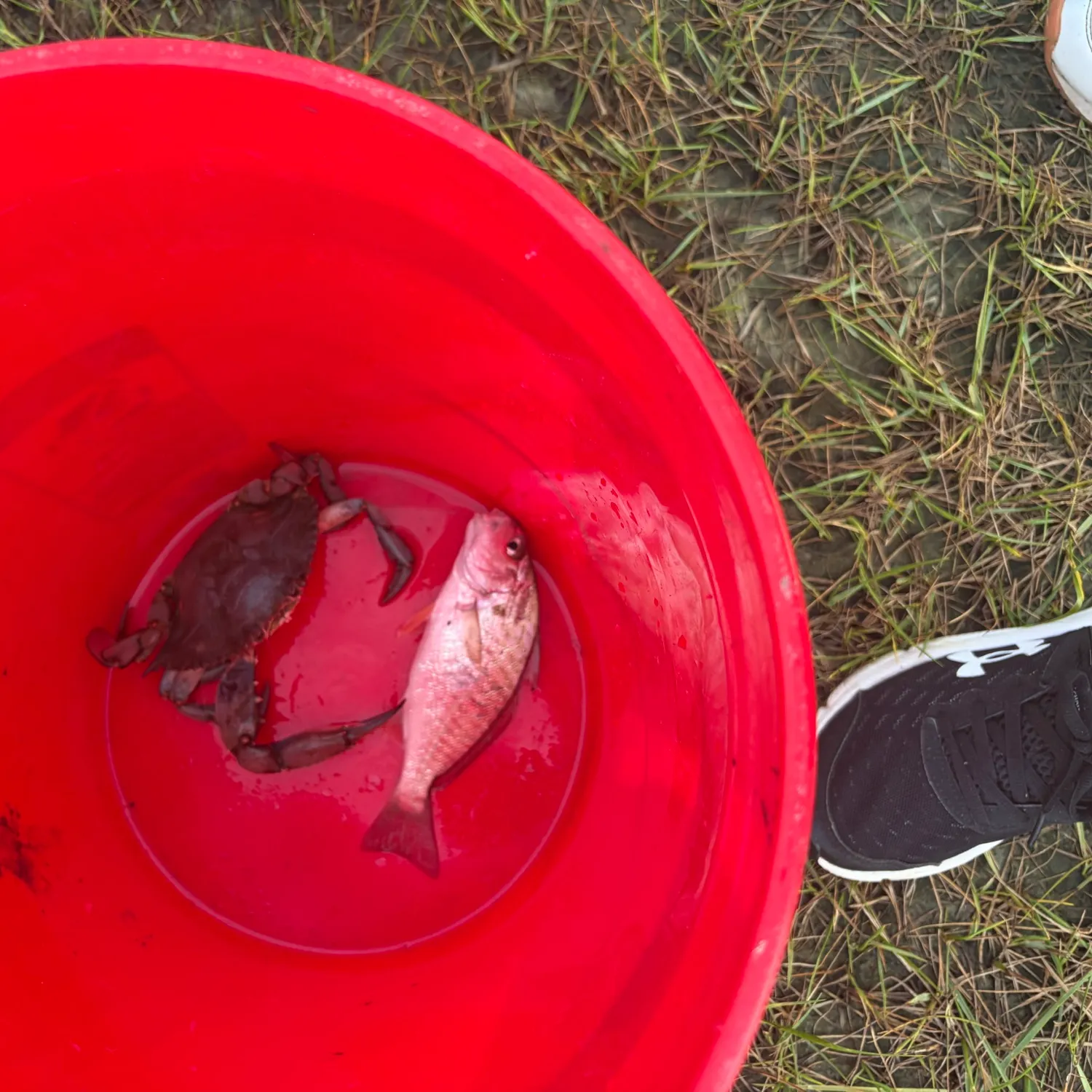 Blue crab caught on Fishbrain
