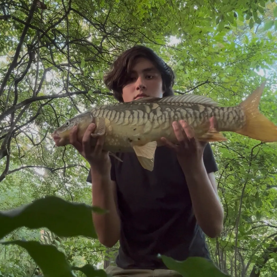 Mirror carp caught on Fishbrain