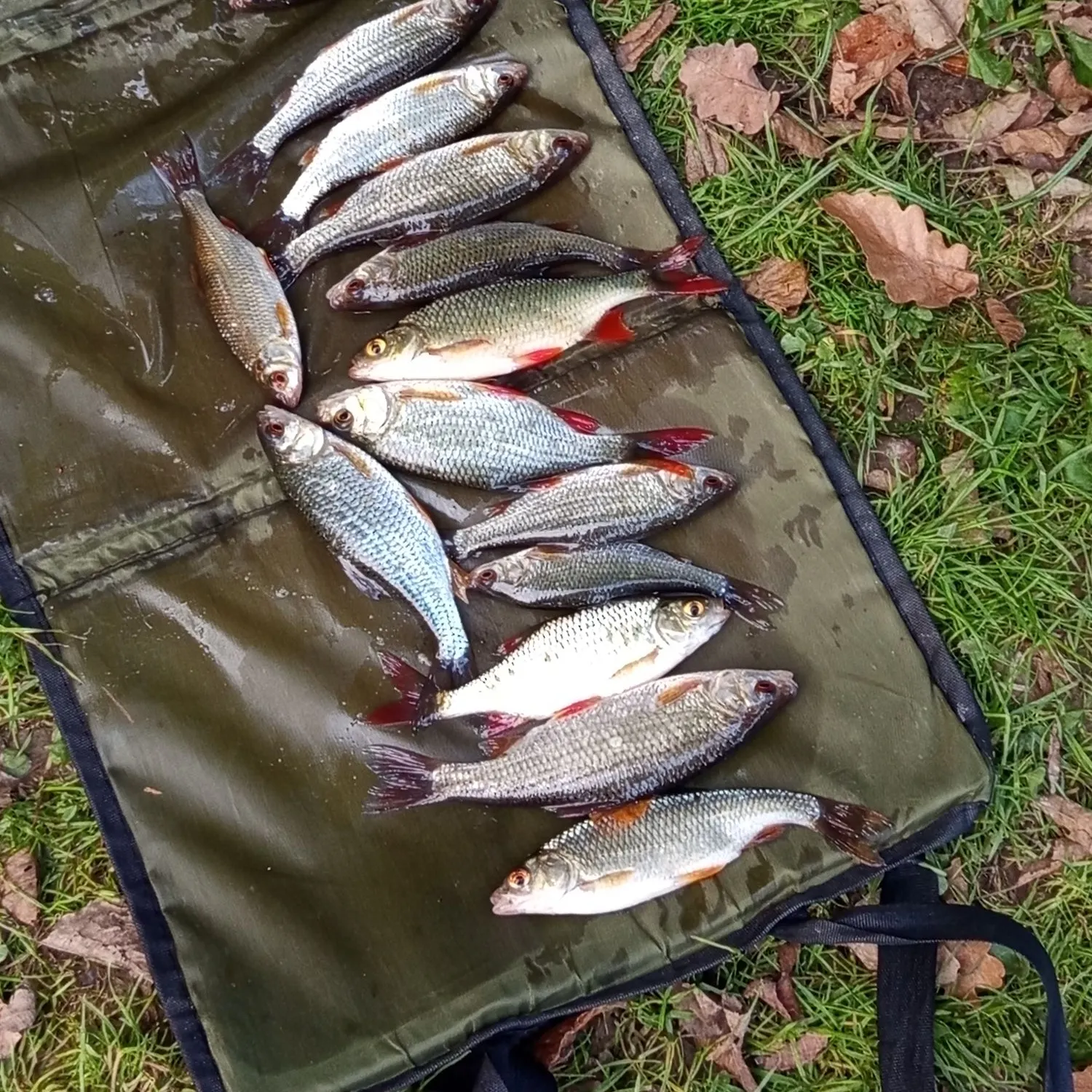 Common rudd caught on Fishbrain